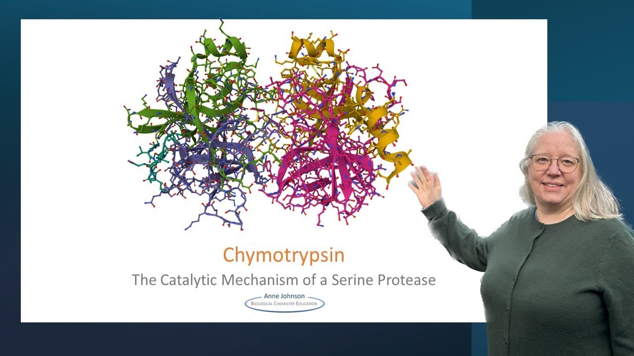 Chymotrypsin: the catalytic mechanism of a serine protease