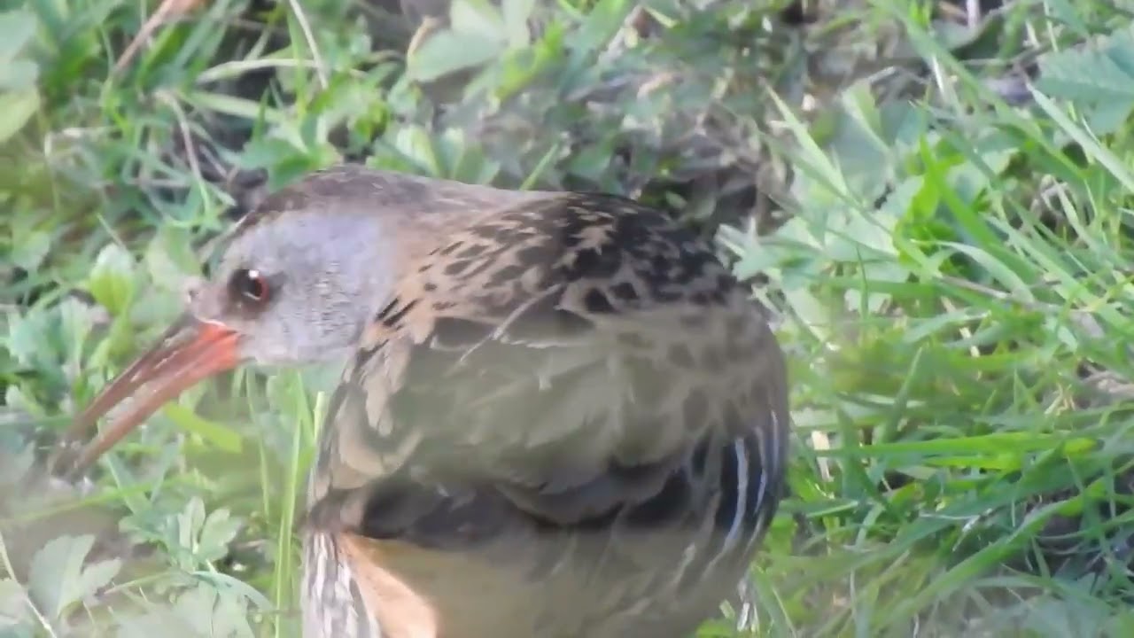 Water Rail, Ventnor Cascade, 4 March 2026