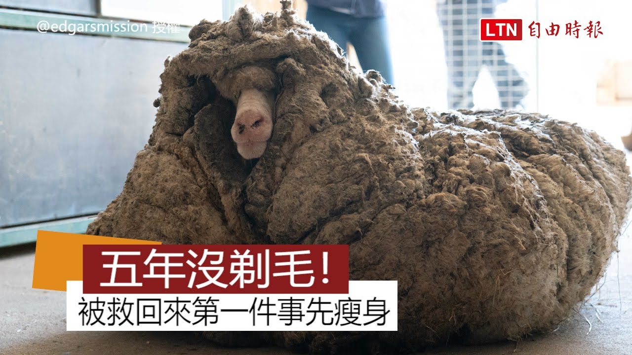 羊咩咩野外遊蕩五年變這樣！ 剃完毛瞬間減重35公斤