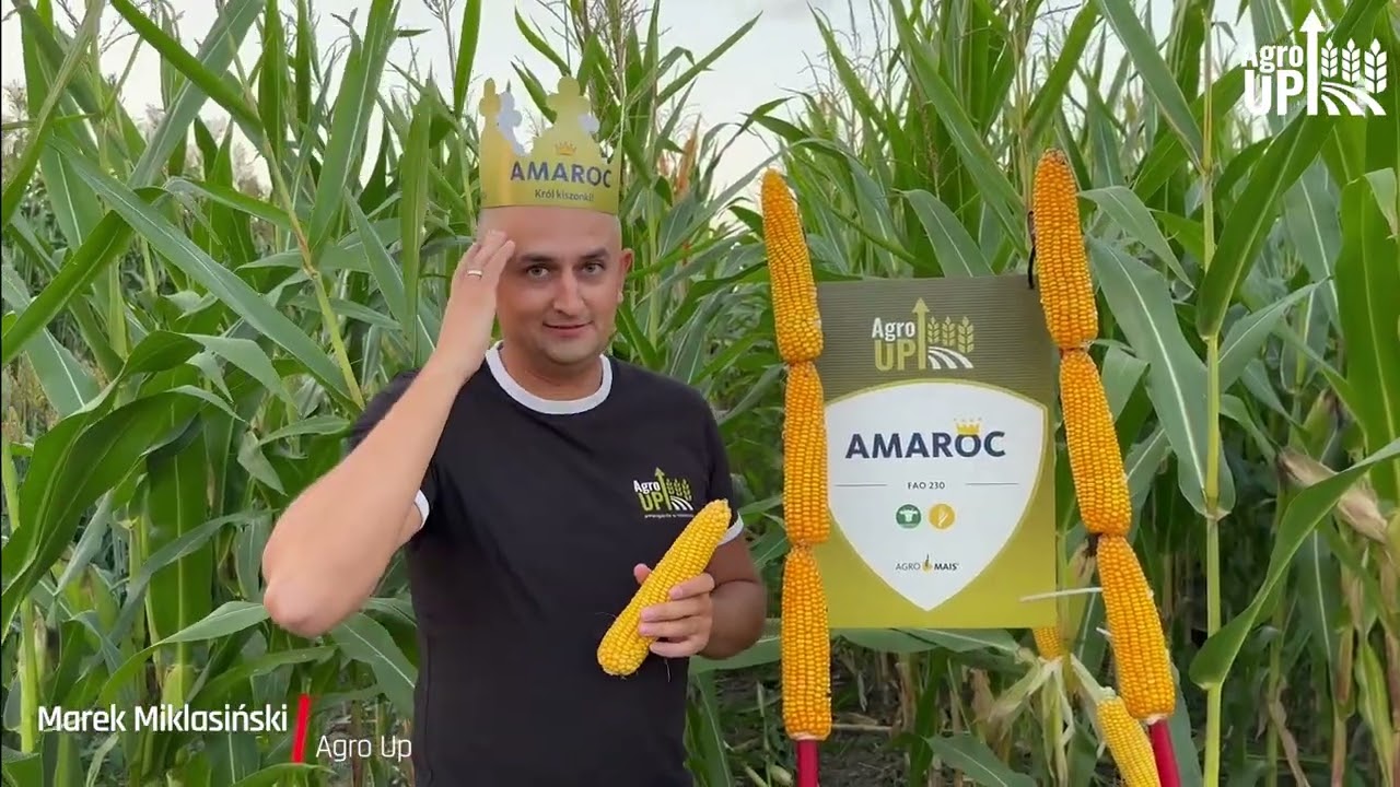 Kukurydza AMAROC - król wczesnego ziarna i kiszonki, 105% wzorca w COBORU