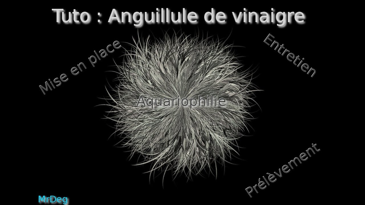 [Tuto] Elevage d'Anguillule de vinaigre
