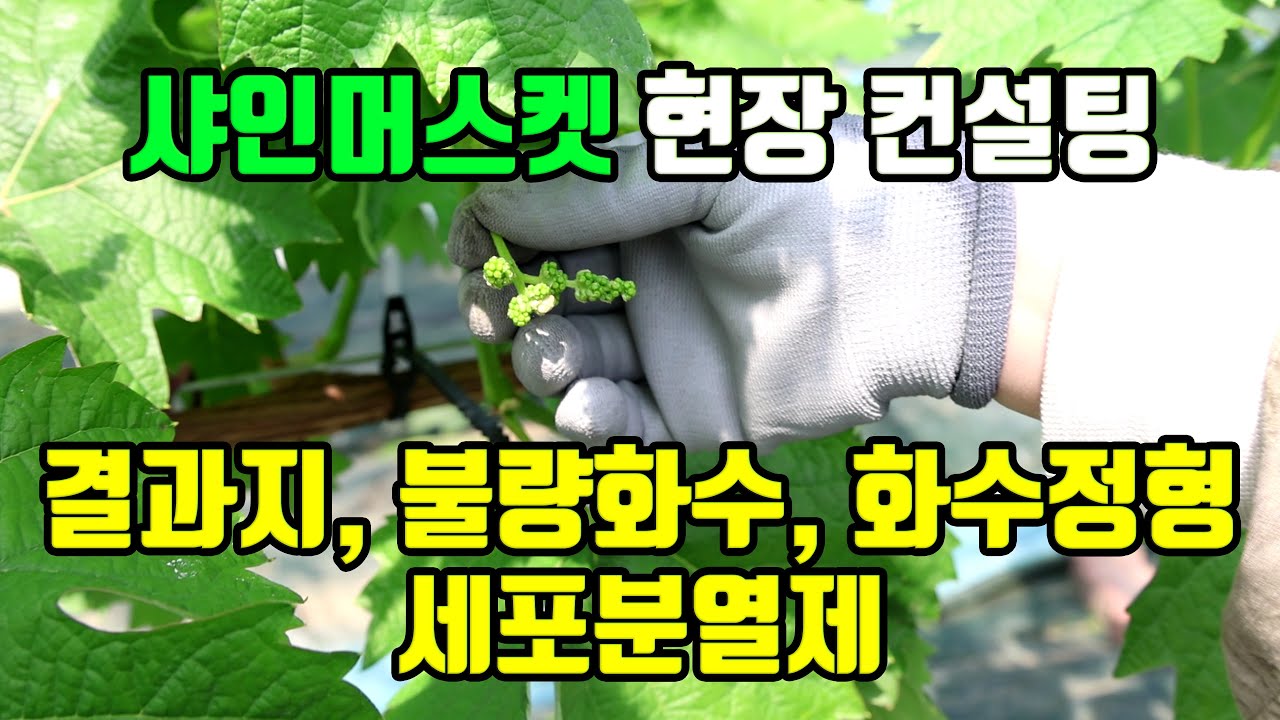 샤인머스켓 현장 컨설팅 1편