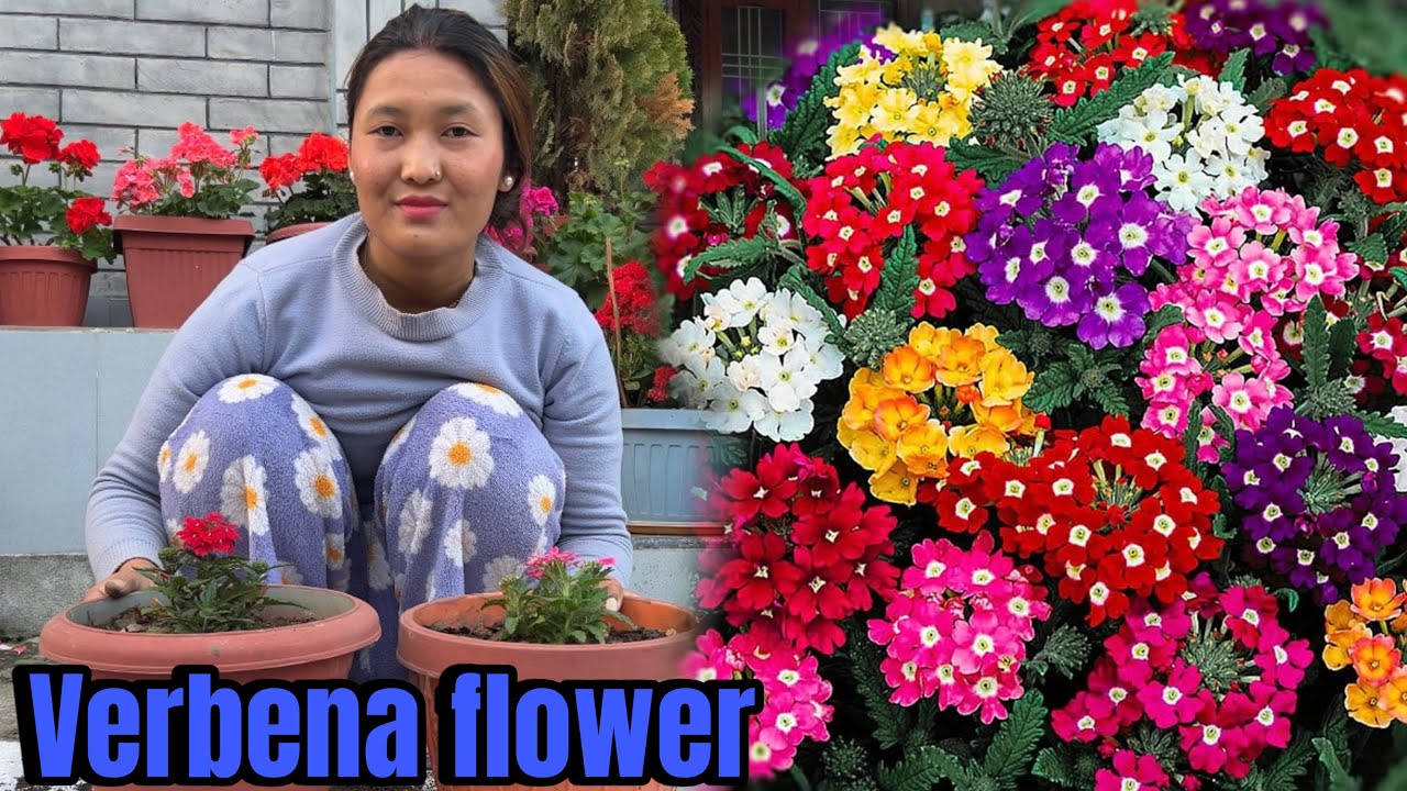 VERBENA FLOWER REPOTTING || ARUKO GARDEN MA FULISAKYO MERO CHAI BALLA ROPDAI XU 🥰 