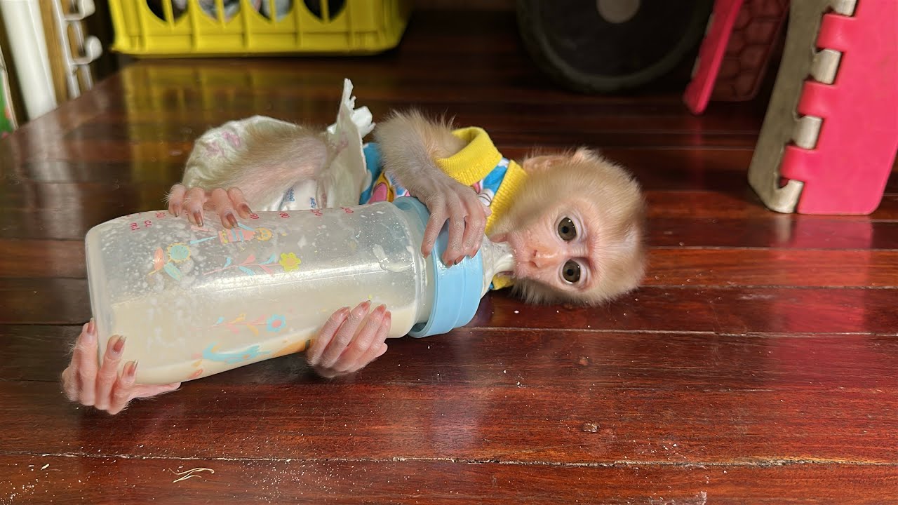 Say boy milk time 