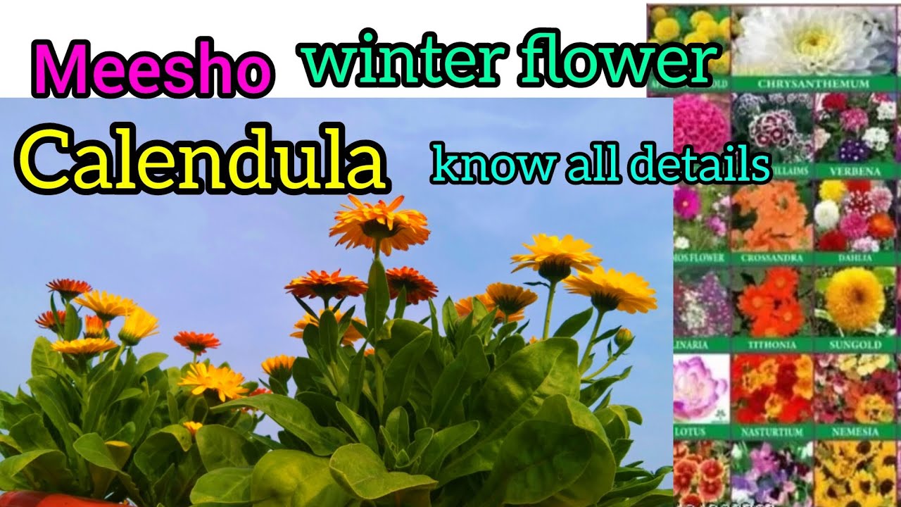 Meesho winter flower Calendula, know all details #meesho winter flower #flower #gardening #long vide