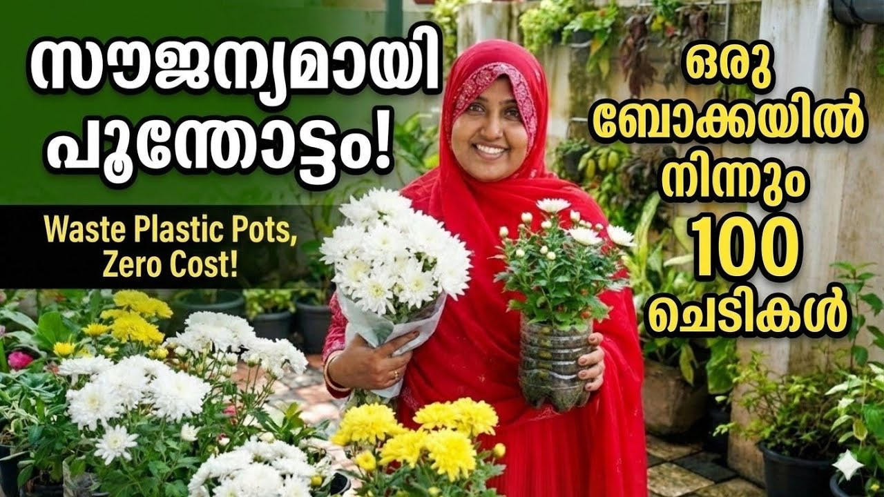 💯%വിജയം!ബൊക്കയിൽ  കിട്ടിയ ജമന്തി കമ്പ് മുളപ്പിച്ചു |നിറയെ പൂമുട്ടു വരാൻ ഞാൻ കൊടുത്ത രഹസ്യ വളം|👩🏻‍🌾🌼🌱