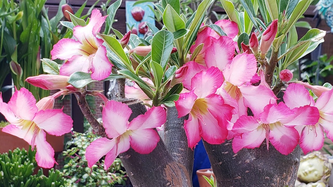 사막의 장미*석화* 꽃을 더 많이 피게 키우려면《How to promote flowers for Adenium - Desert Rose》