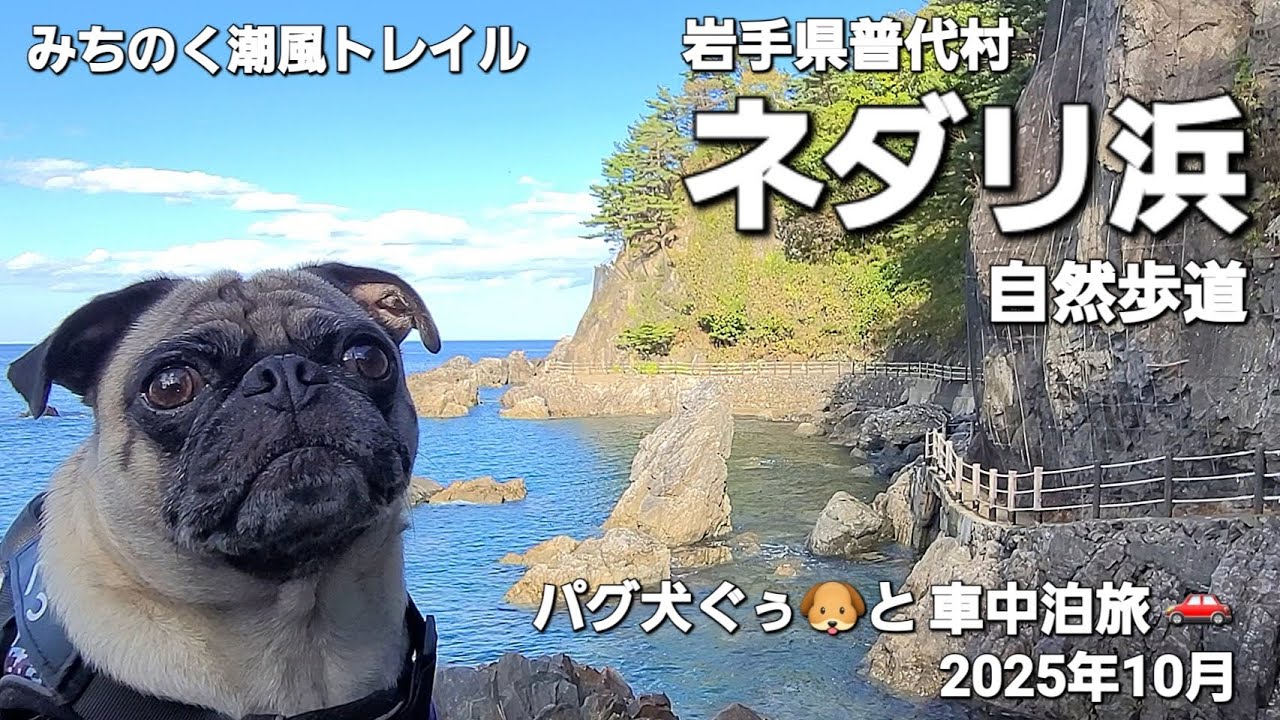 パグ犬ぐぅ🐶と車中泊旅 🚗 2025年10月 岩手県普代村「ネダリ浜自然歩道」