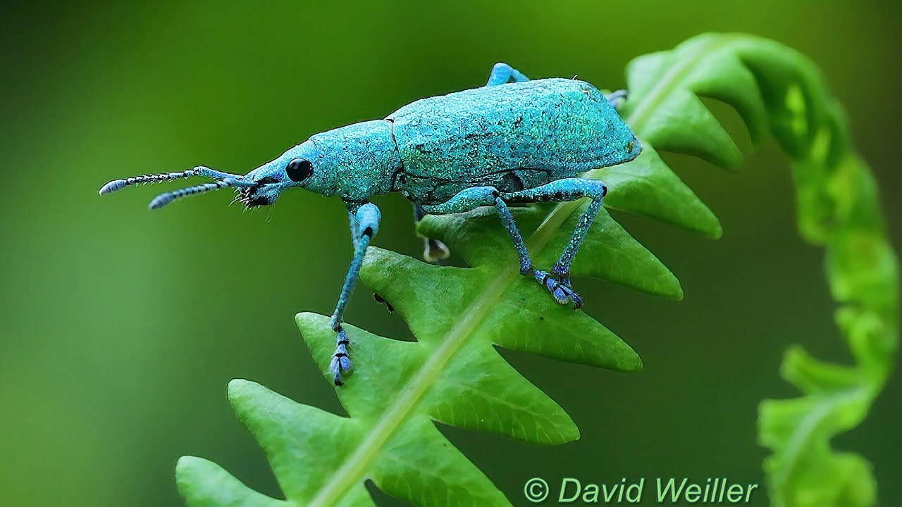 Have you Ever Seen a Weevil Tapping its Feet?