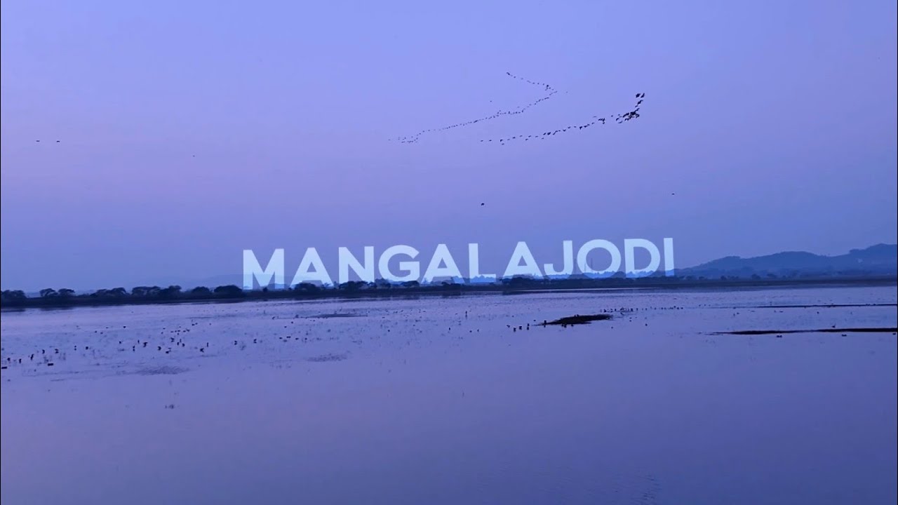 Mangalajodi | Chilika