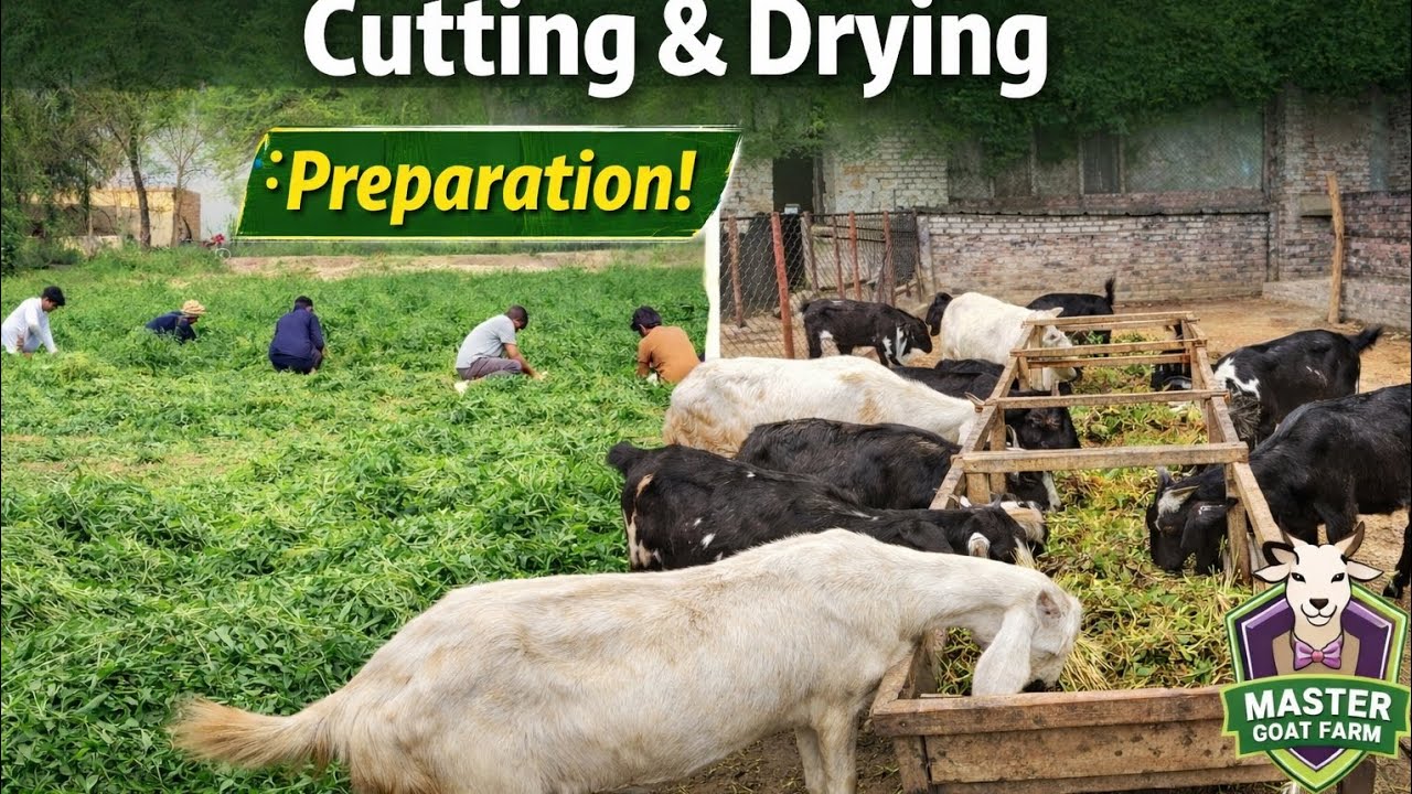 Alfalfa (Lucerne) Chara Cutting | Bakron Ke Liye Behtareen Feed Preparation 🐐🌱