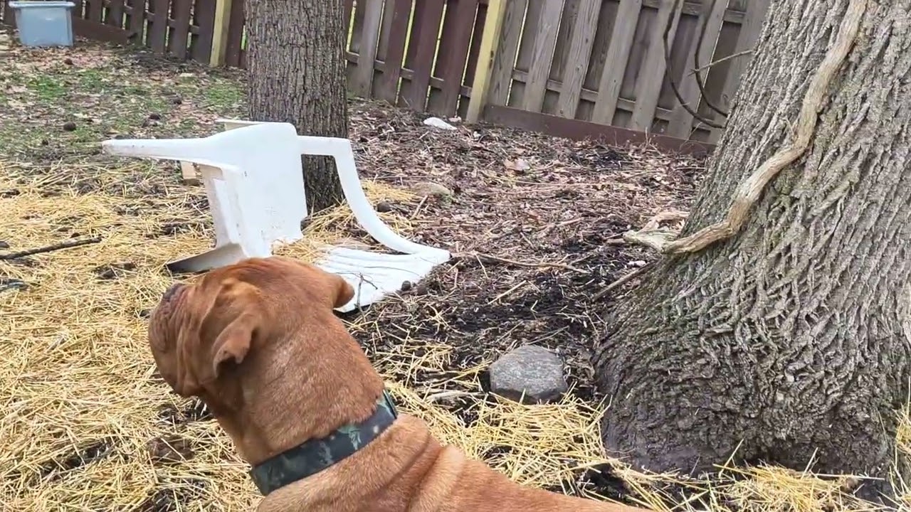 Dogue de Bordeaux (French mastiff)