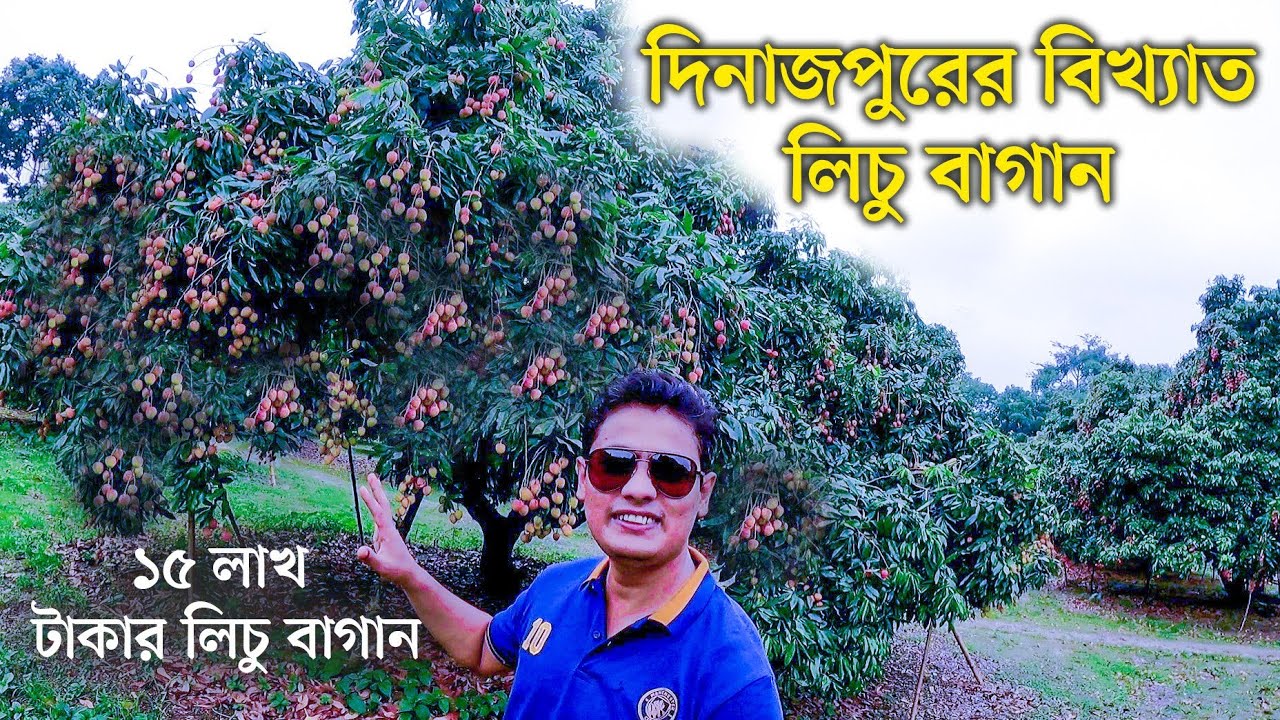 লিচু বাগান - দিনাজপুরের লিচু | দিনাজপুরের বিখ্যাত রসালো লিচু | Dinajpur Lichu Bagan