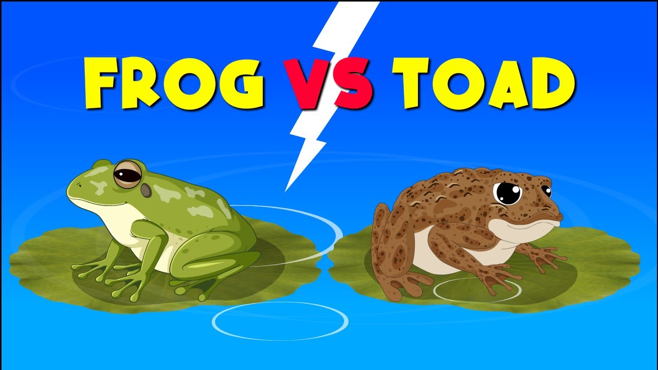 Frog vs Toad: What's the Difference? | Educational Videos for Kids