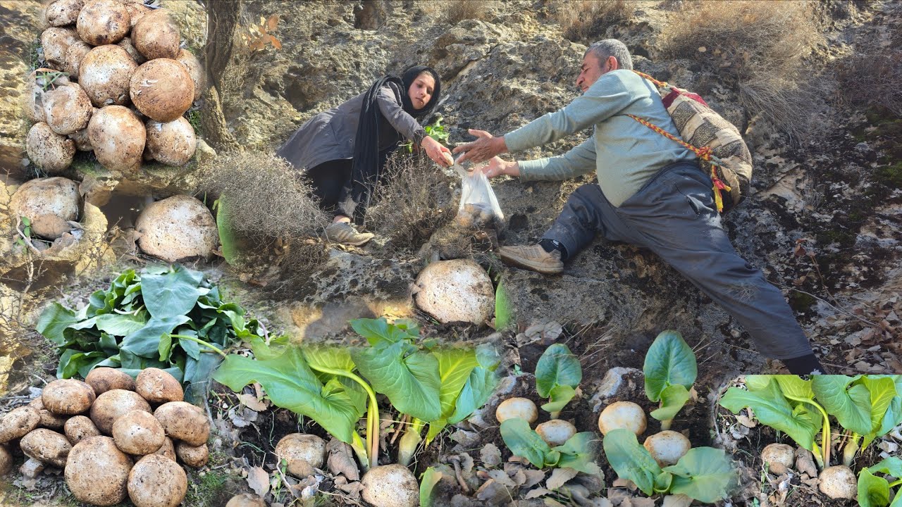 Cave life and the struggle to survive in the mountains | Picking wild mushrooms 🍄 in pristine nature
