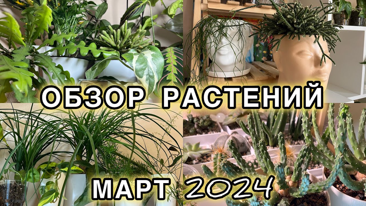 💜💚МОИ ЛЮБИМЫЕ РАСТЕНИЯ | ОБЗОР ЦВЕТОЧНОЙ КОЛЛЕКЦИИ в марте 2024 | не все пережили зиму🌿💚💜