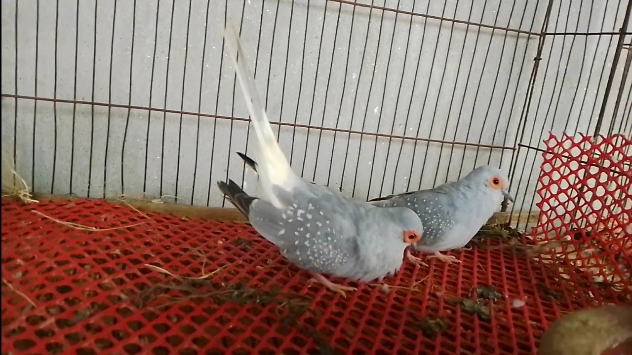 Diamond DOVE Bird Cooing