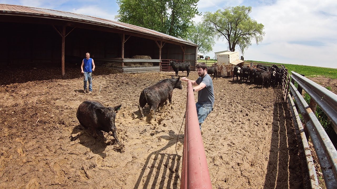 Off To Auction! - Selling Feeders