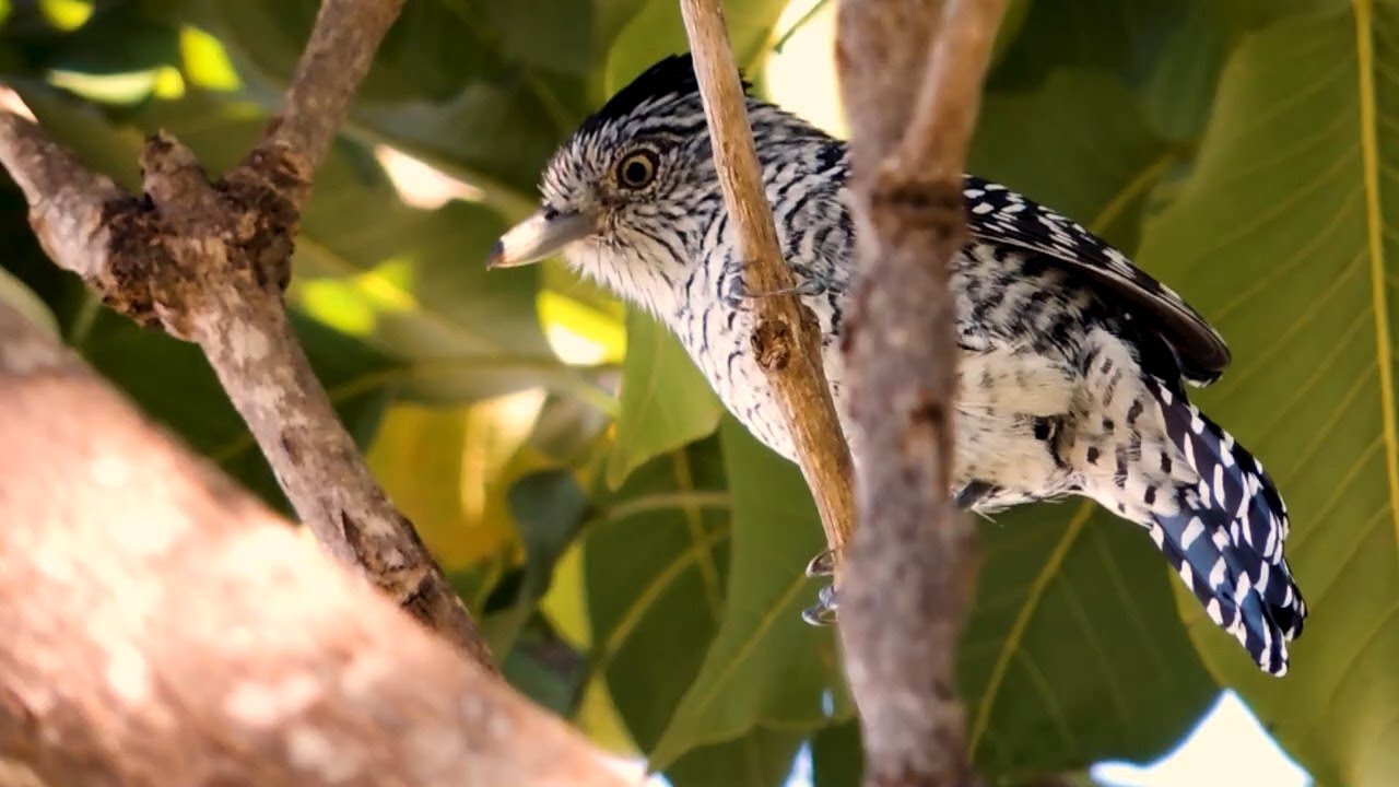 Barred Antshrike: Male Vocalizing! (Thamnophilus doliatus) Choca-barrada Sings marking its territory