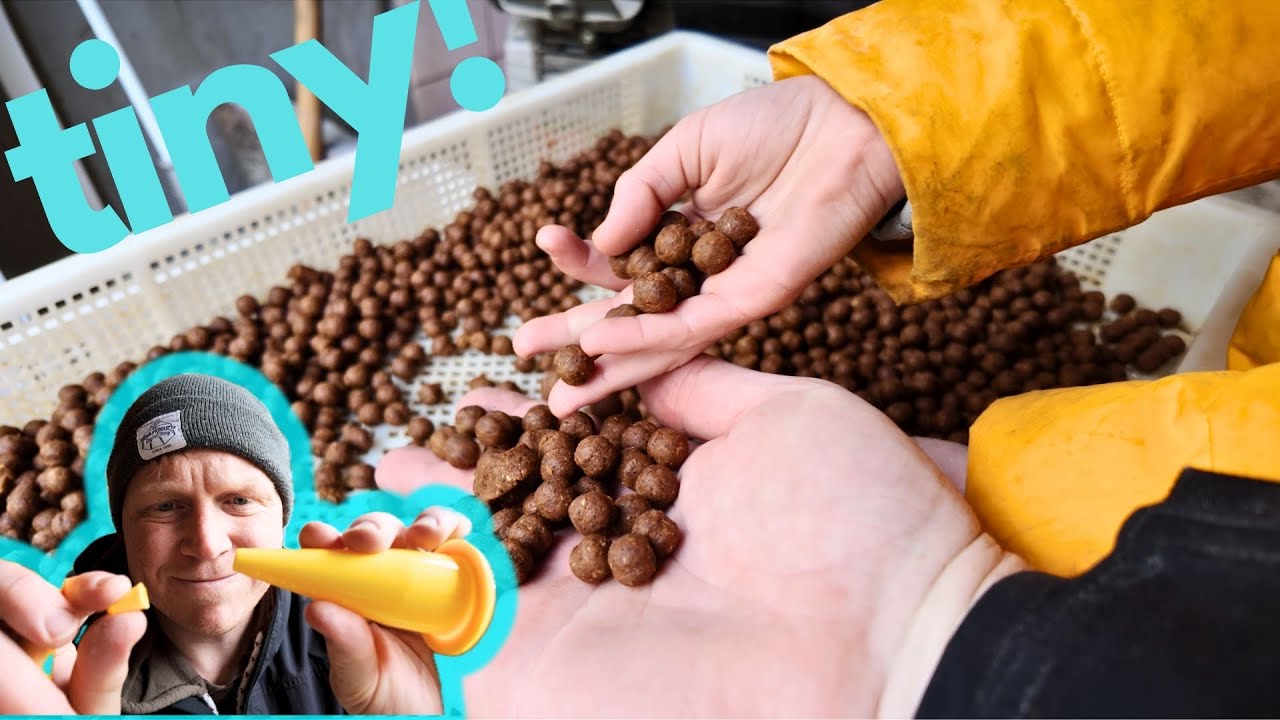Boilies selber machen - Mini Boilies dauern EWIG ... soo anstrengend!