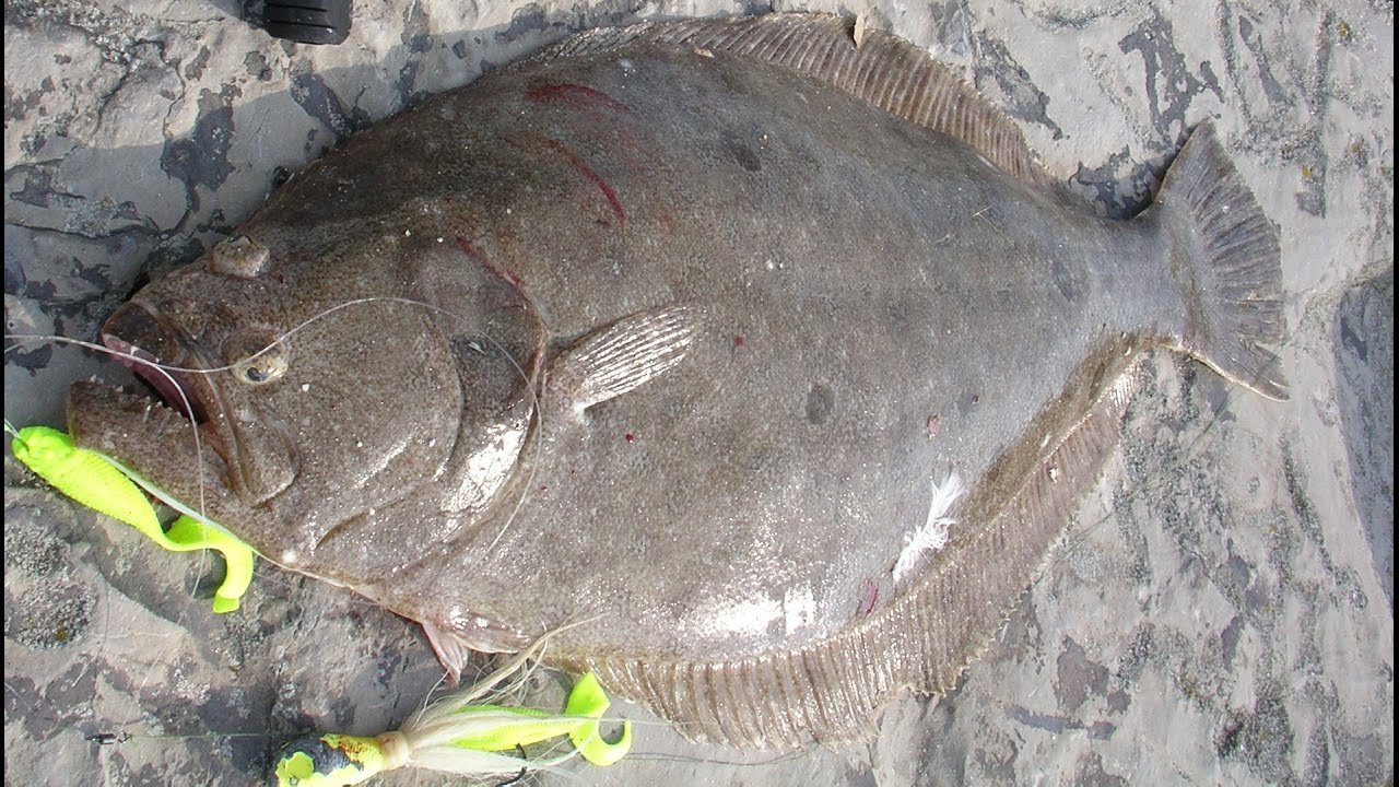 Inlet Flounder Fishing - 6-pound Fluke on the Rocks