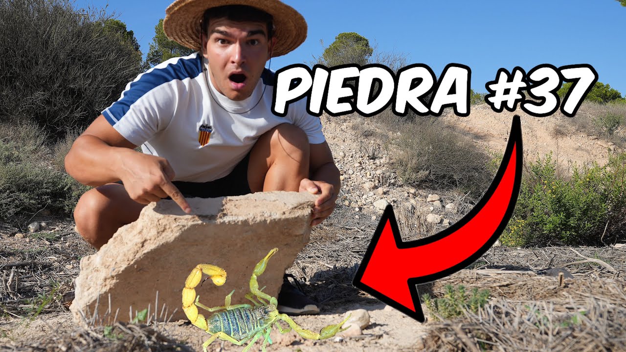 Buscando Bichos bajo las Piedras (Encuentro un Lagarto sin Patas)