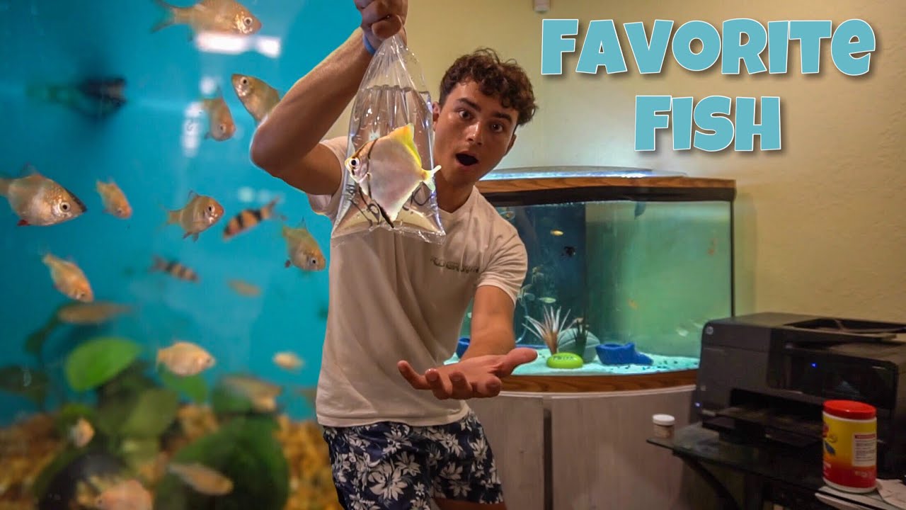 BUYING My FAVORITE AQUARIUM FISH!