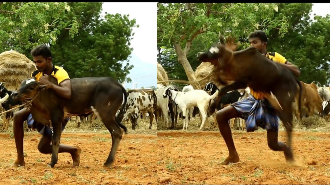 #Jallikattu video training in Theni Malai maadu 8682836729