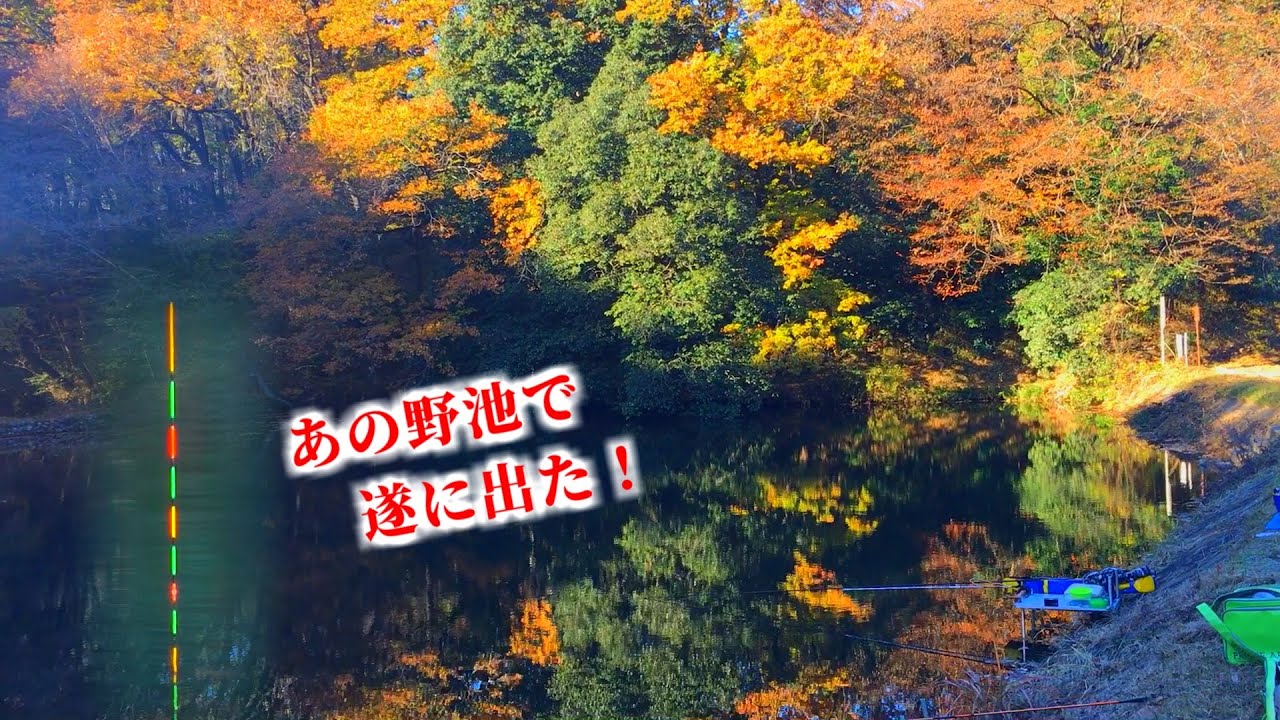 【リベン釣行】あの野池で遂に出た！！