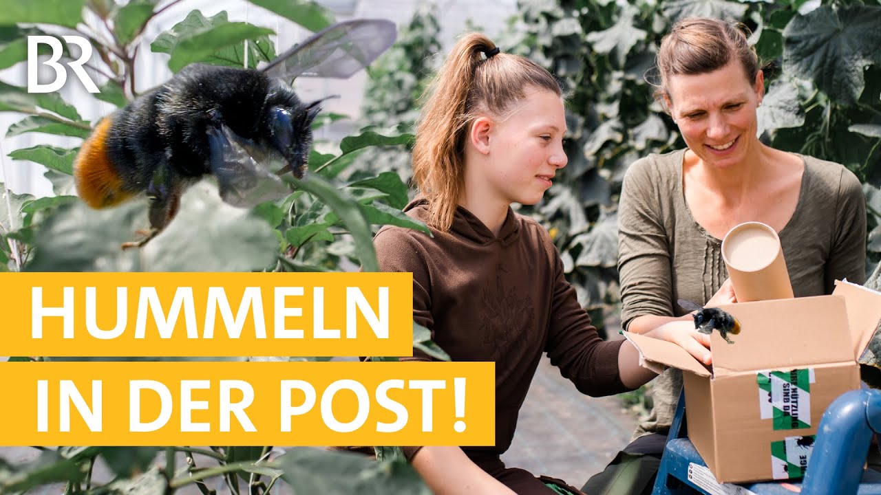 Eine Kiste Hummeln fürs Tomatenhaus! #12 | Mega Baustelle: Ein Bauernhof zieht um | Unser Land | BR
