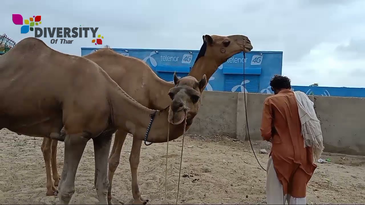 Camel beauty of thar desert || Tharparkar Camels || Camel