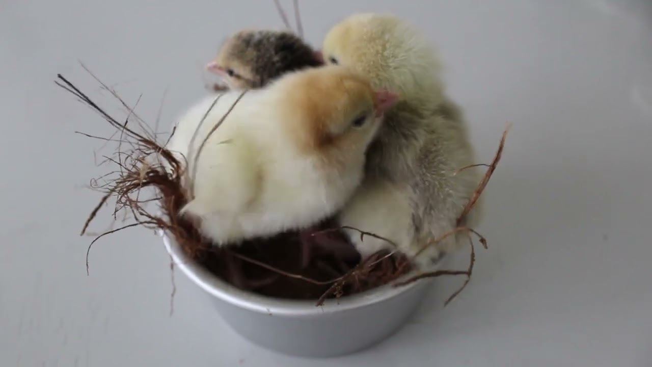 #chickens CHICKEN + Sounds and voices of a chicken + Sound of Chickens