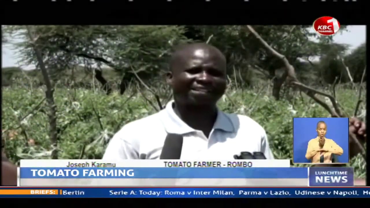 Tomato farmers call on govt to reduce taxes on agrochemical products