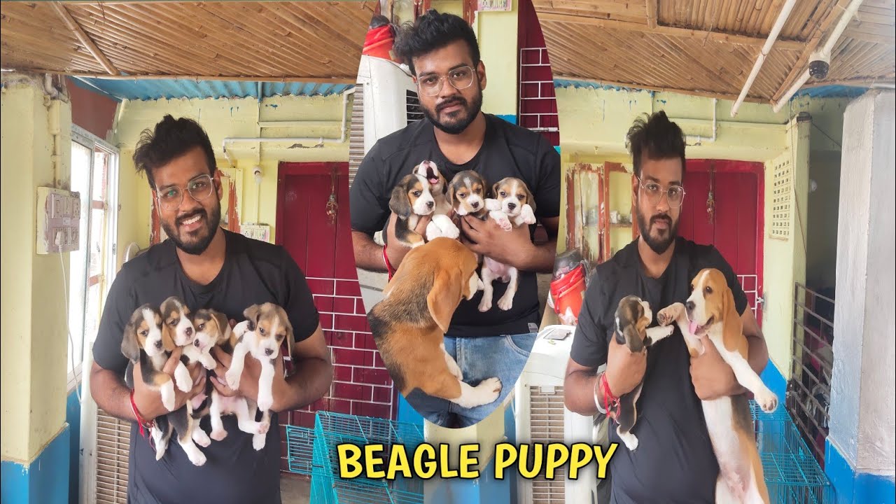 Dogs For Sale : Beagle puppy For Sale : Delivery All Over India Available : Dog Breeder : PETS PLAZA