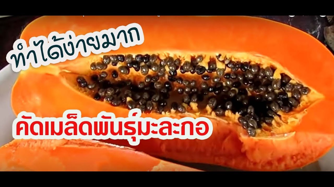 แนะวิธีคัดแยกและเก็บเมล็ดพันธุ์มะละกอฮอนแลนด์ไว้ปลูกเอง