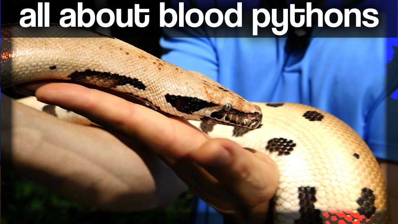 All about Blood Pythons @ GX3 Reptiles