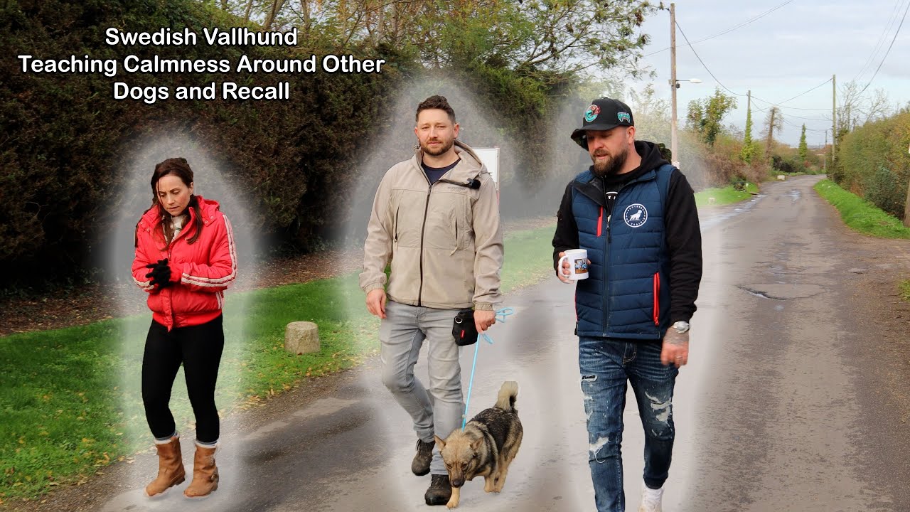 Teaching calmness around other dogs and recall with a Swedish Vallhund
