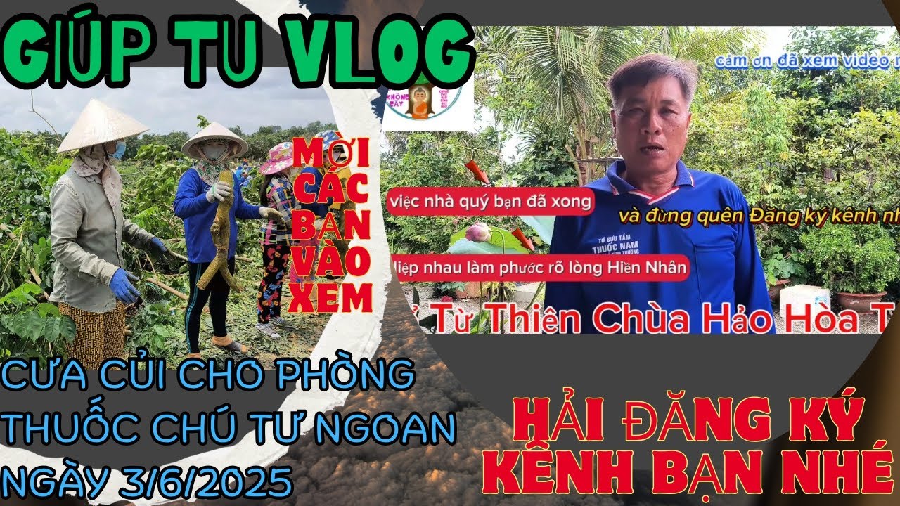 Cưa củi cho phòng thuốc ông tư ngoan ngày mùng 3 tháng 6 năm 2025