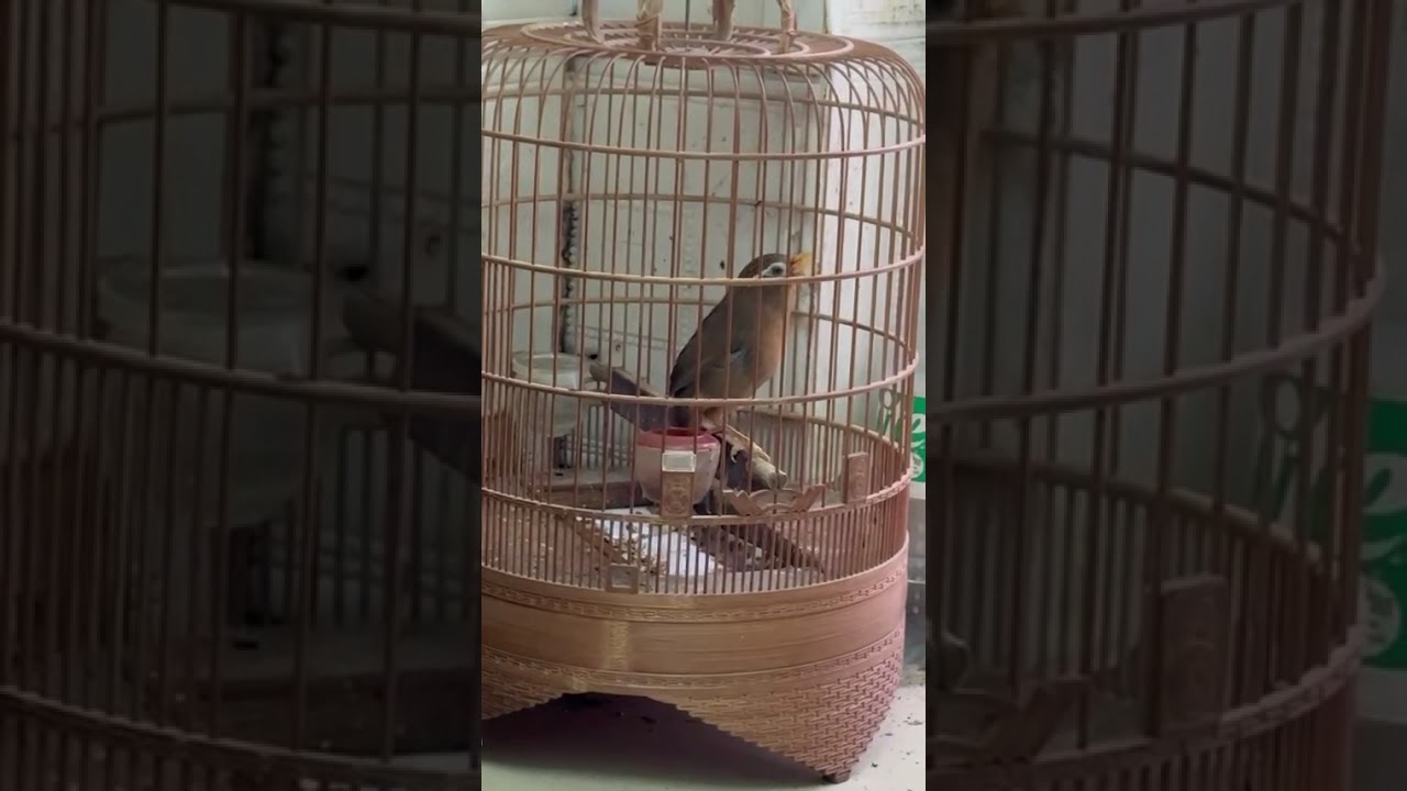 Con mi mộc Quang nuôi năm ngoái giờ đã có bộ lông chân mỏ vàng chứng minh Cám đây mọi người