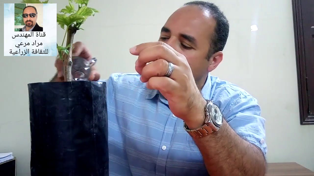 عنب او كروم طرق تكاثر و تربية من البذرة حتى الثمرة جميلة Grape حلقة167