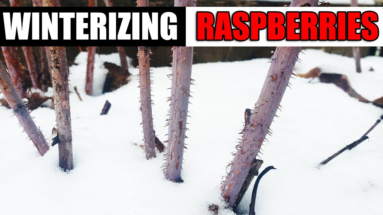 Winterizing Your Raspberries - The Definitive Guide