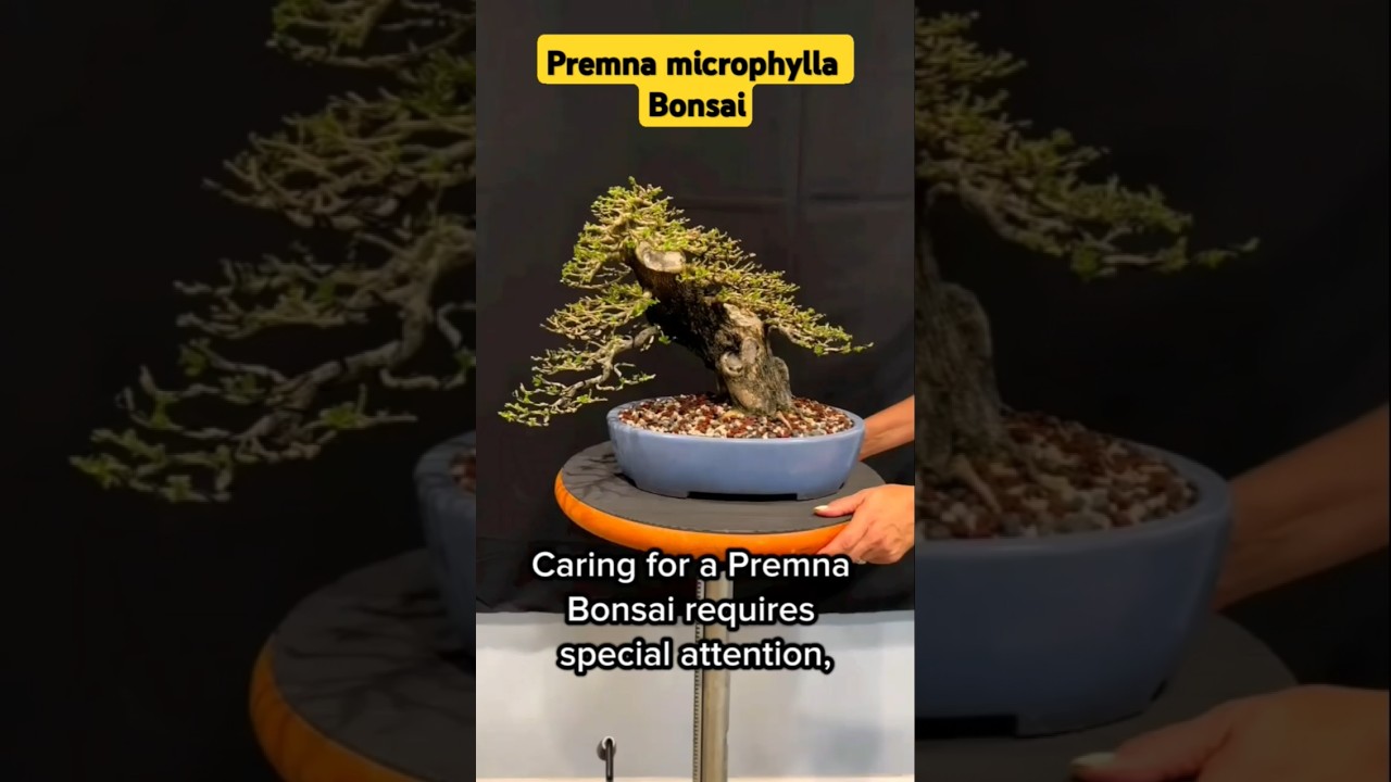 "Beauty of Premna Microphylla Bonsai: Care and Shaping Tips" 