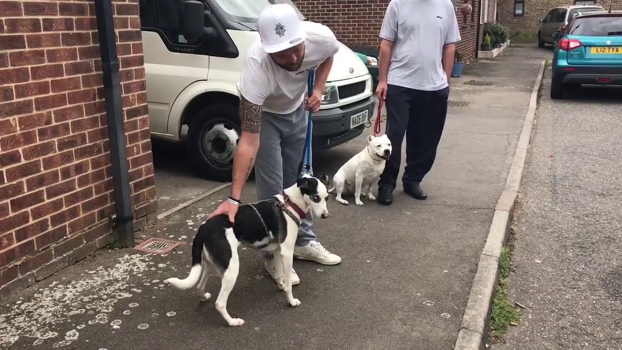 STREET DOGS Lead Walking Session