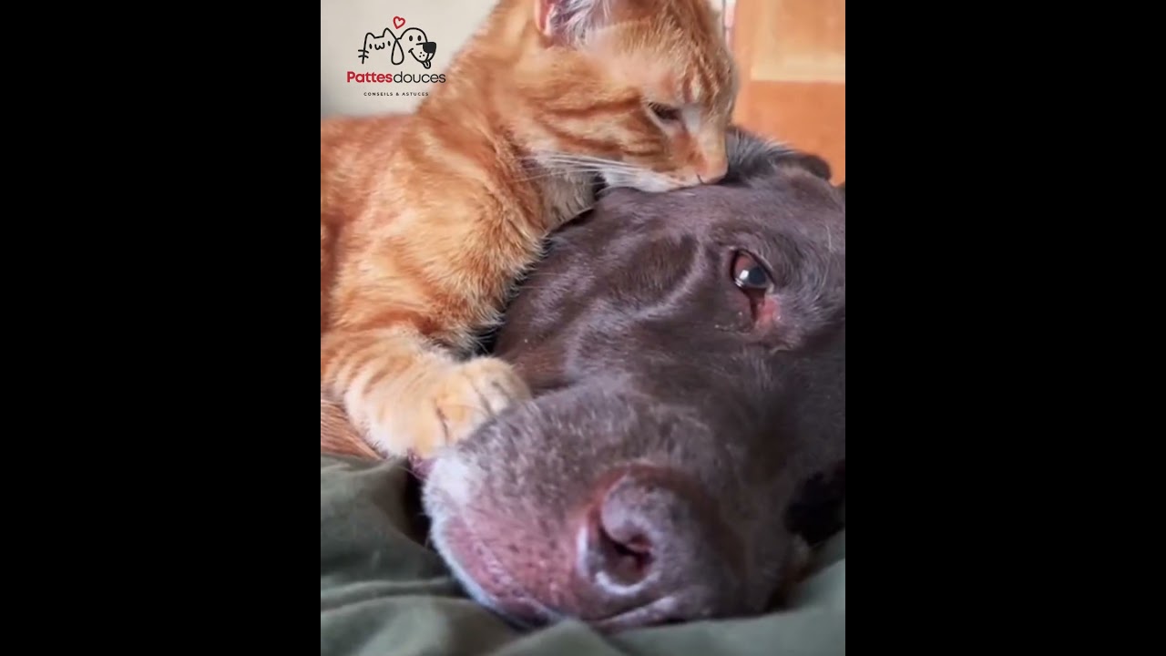 Chat et Chien : Une Histoire d’Amour et d’Amitié Inoubliable ❤️  Relation Unique #chatsdefrance