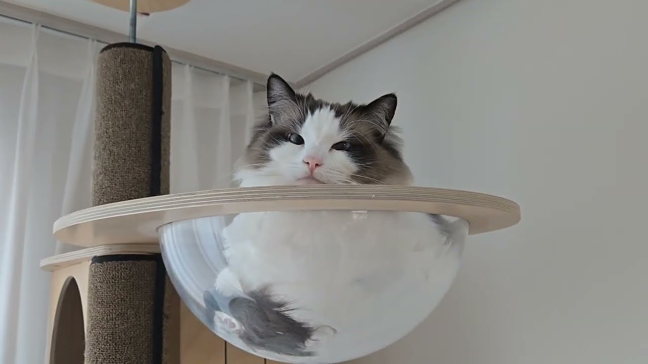 오늘은 좀 잔잔하게 겨울이의 하루 루틴 밀착 촬영!