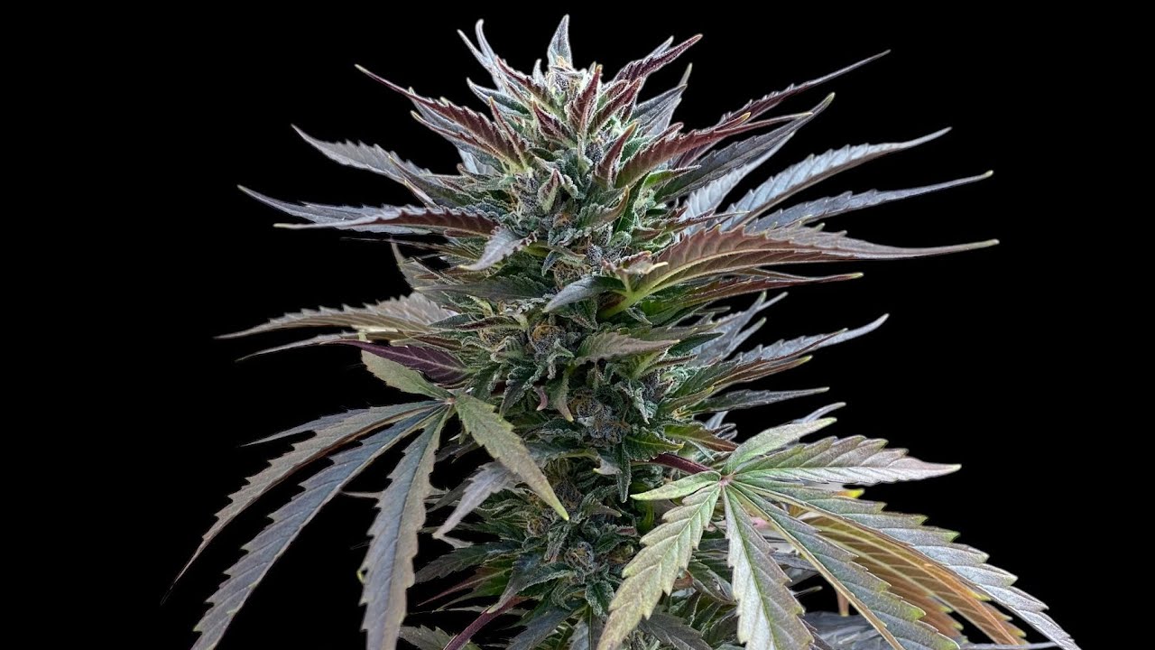 Outdoor seed to harvest strain review &ldquo;Orange Bud&rdquo; autoflower from Dutch Passion