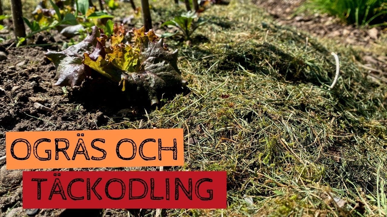 OGRÄS och TÄCKODLING - Hur jag sköter mina odlingsytor under säsongen med hjälp av gräsklipp