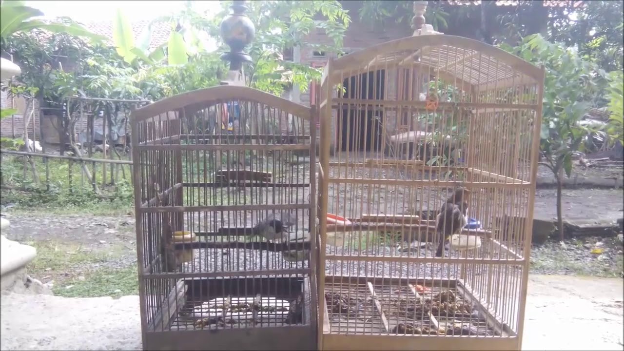 kutilang jantan vs cucak wilis jantan