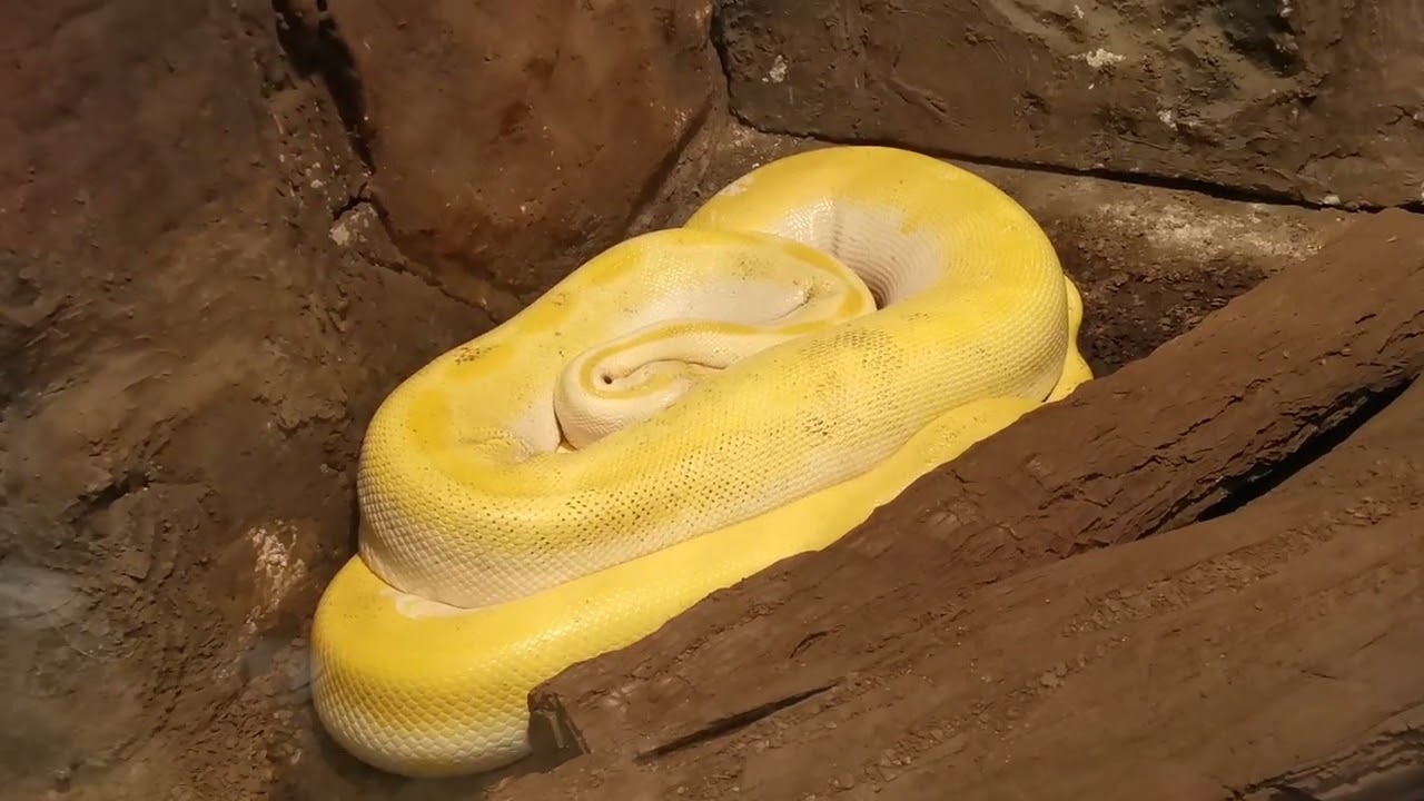 VISITA AL HERPETARIO ZOOLOGICO DE MORELIA 2 🟡 MASTER K 2523 ⭐
