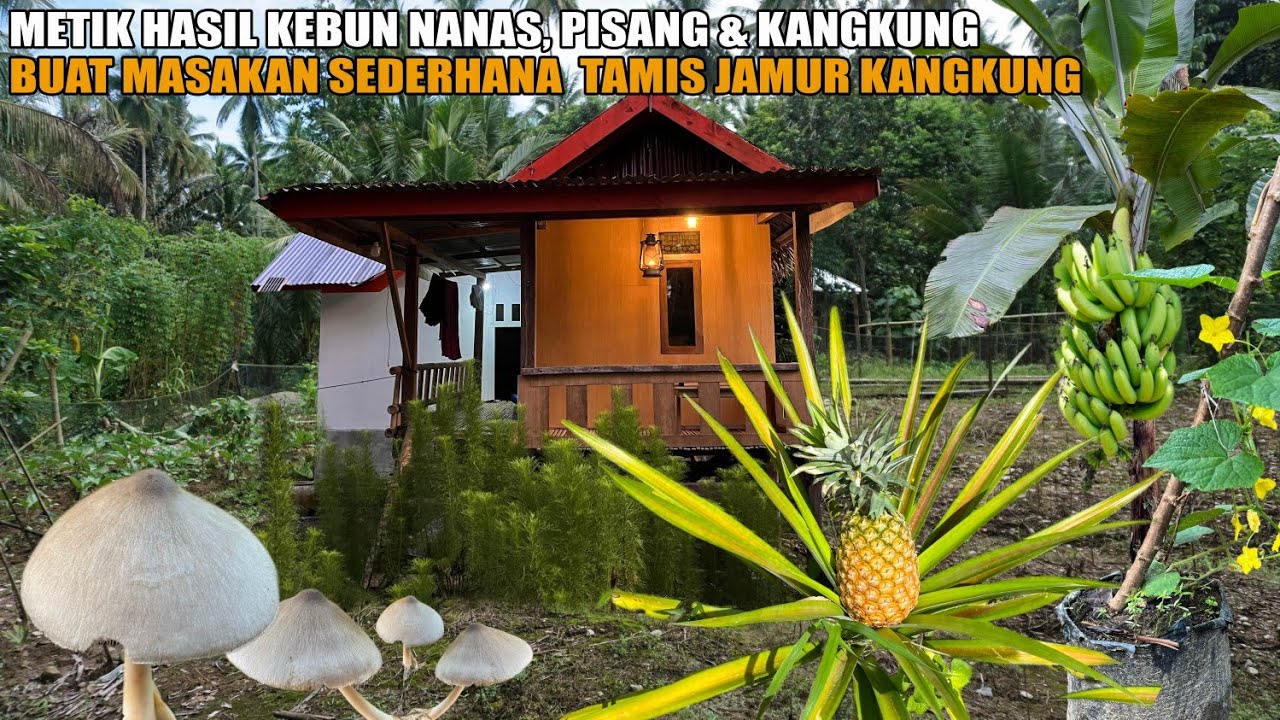 PIKIRAN TENANG TINGGAL DI RUMAH PONDOK KEBUN, PETIK JAMUR KANGKUNG DAN NANAS BUAT MASAKAN SEDERHANA